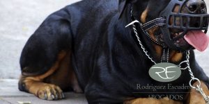 Cómo reclamar una indemnización por mordedura de perro