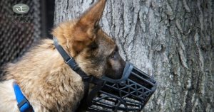 Responsabilidad civil por mordedura de perro
