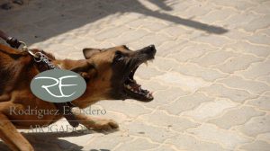 Pasos para reclamar indemnización por mordedura de perro