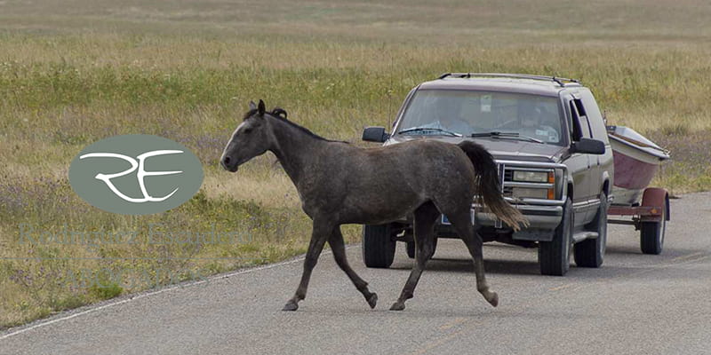 Reclamar en accidentes de tráfico por atropello de animales